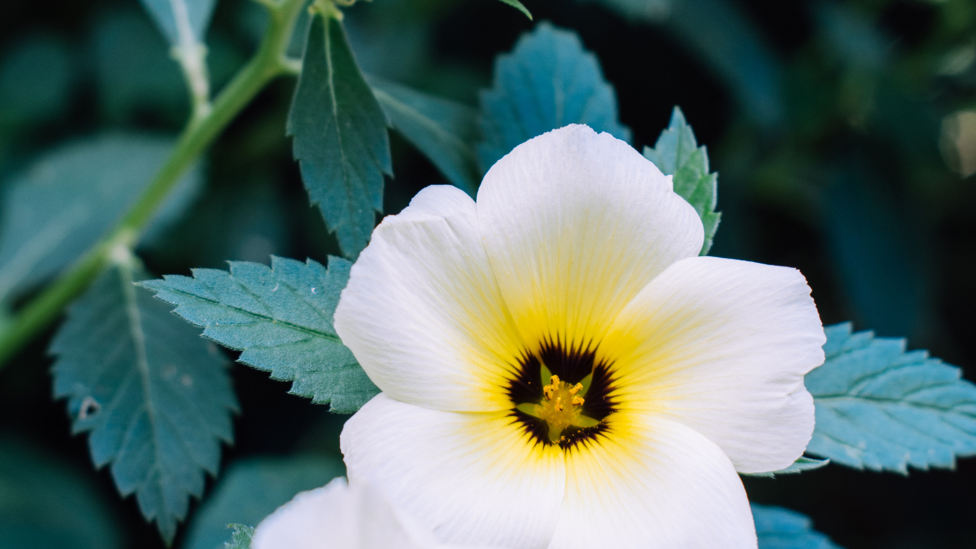 Обои рассада, полевой цветок, анютины глазки, травянистое растение, растение в разрешении 1920x1080