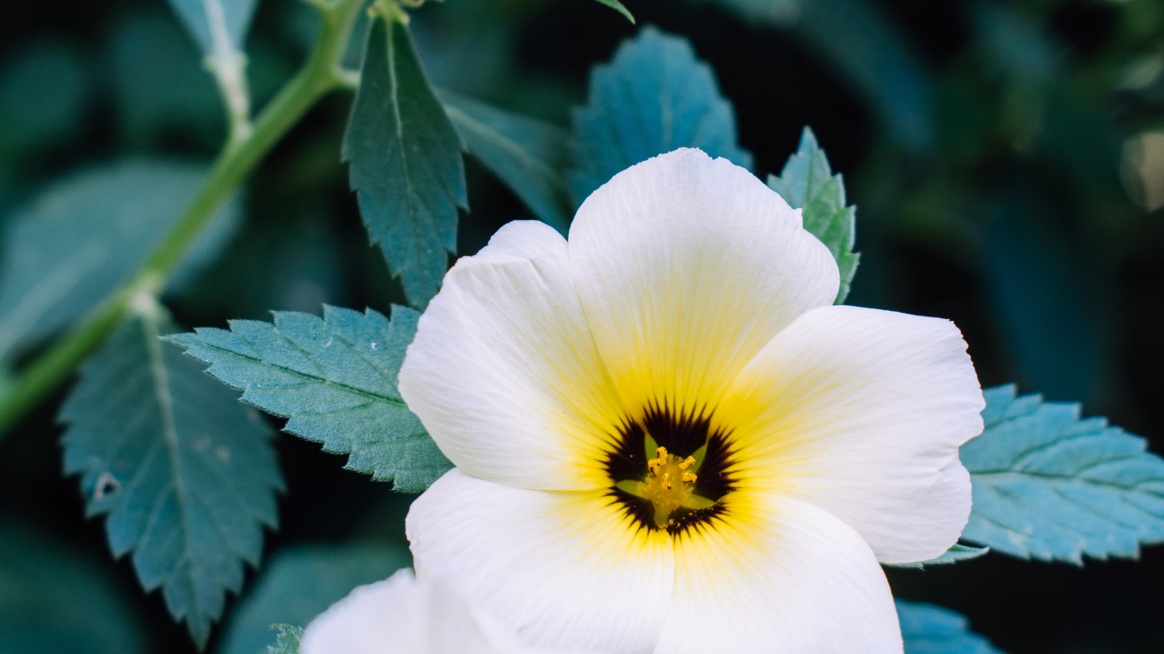 Обои рассада, полевой цветок, анютины глазки, травянистое растение, растение в разрешении 3840x2160