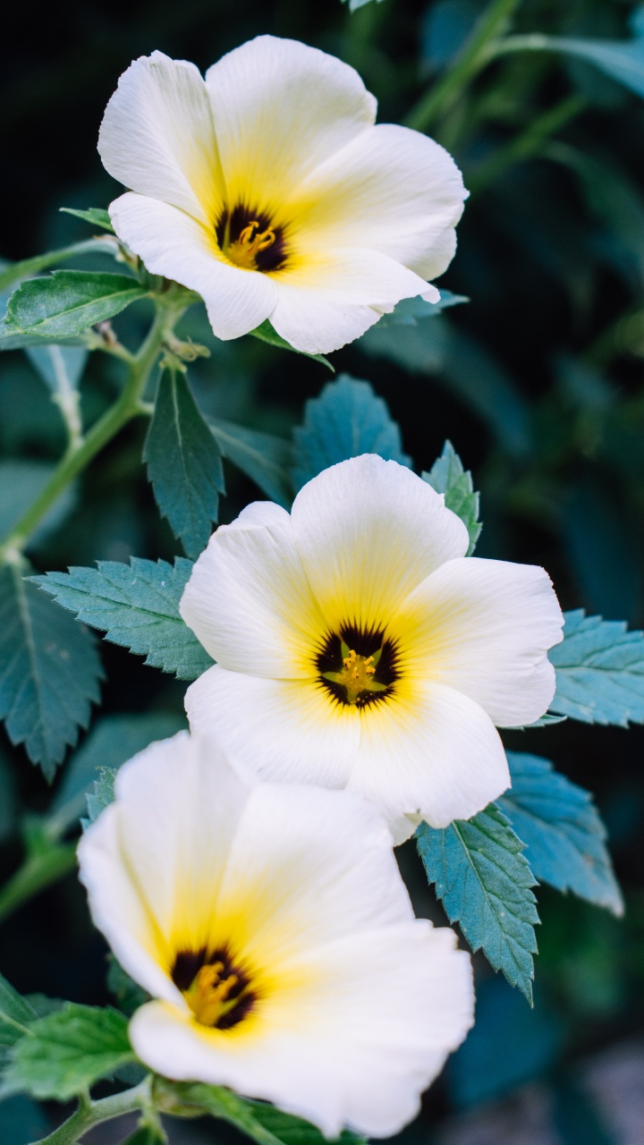 Обои рассада, полевой цветок, анютины глазки, травянистое растение, растение в разрешении 720x1280