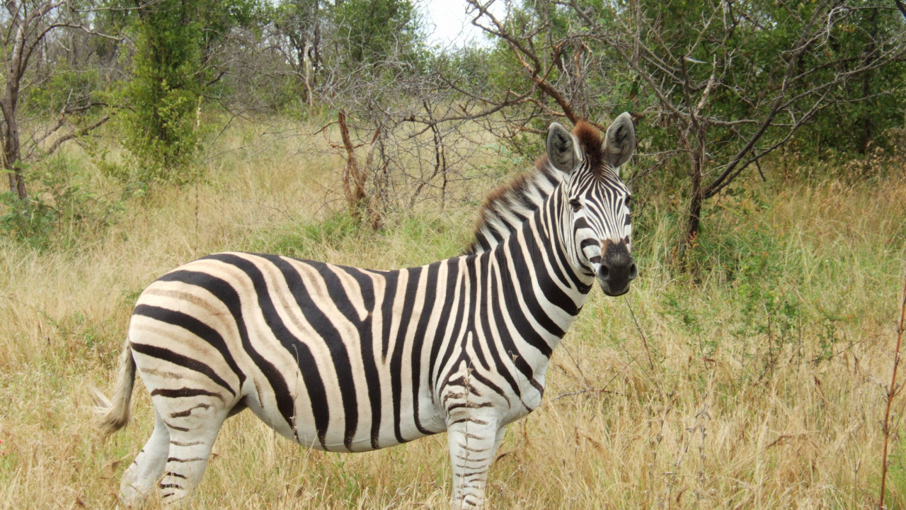 Обои живая природа, Квагга, зебра, наземные животные, сенокосное угодье в разрешении 1280x720