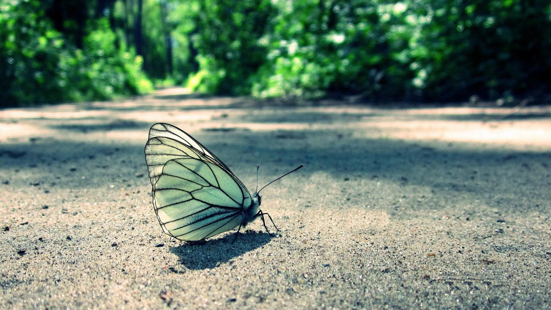 Обои насекомое, бабочка, мотыльки и бабочки, опылитель, lycaenid в разрешении 1920x1080