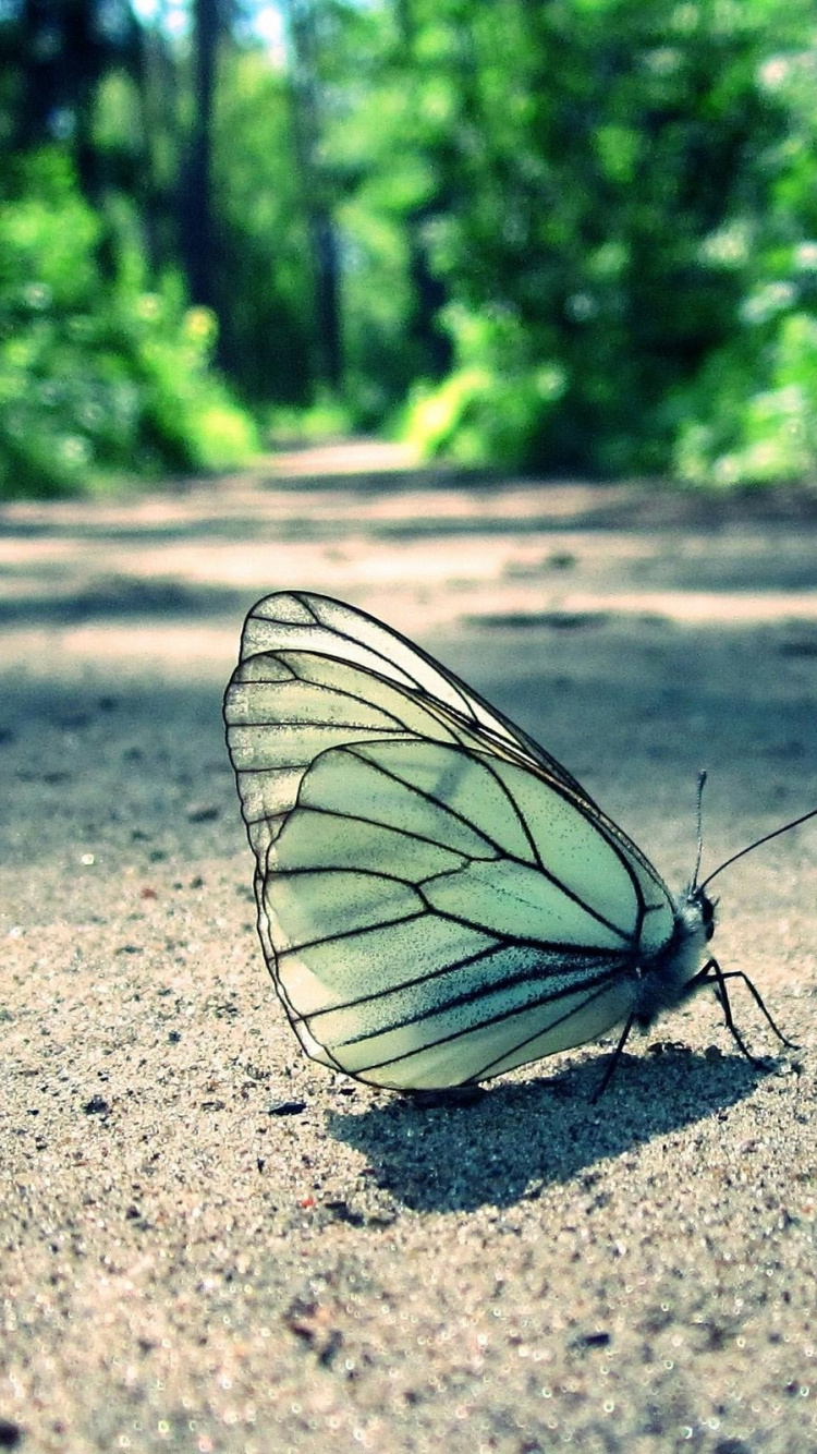 Обои насекомое, бабочка, мотыльки и бабочки, опылитель, lycaenid в разрешении 750x1334