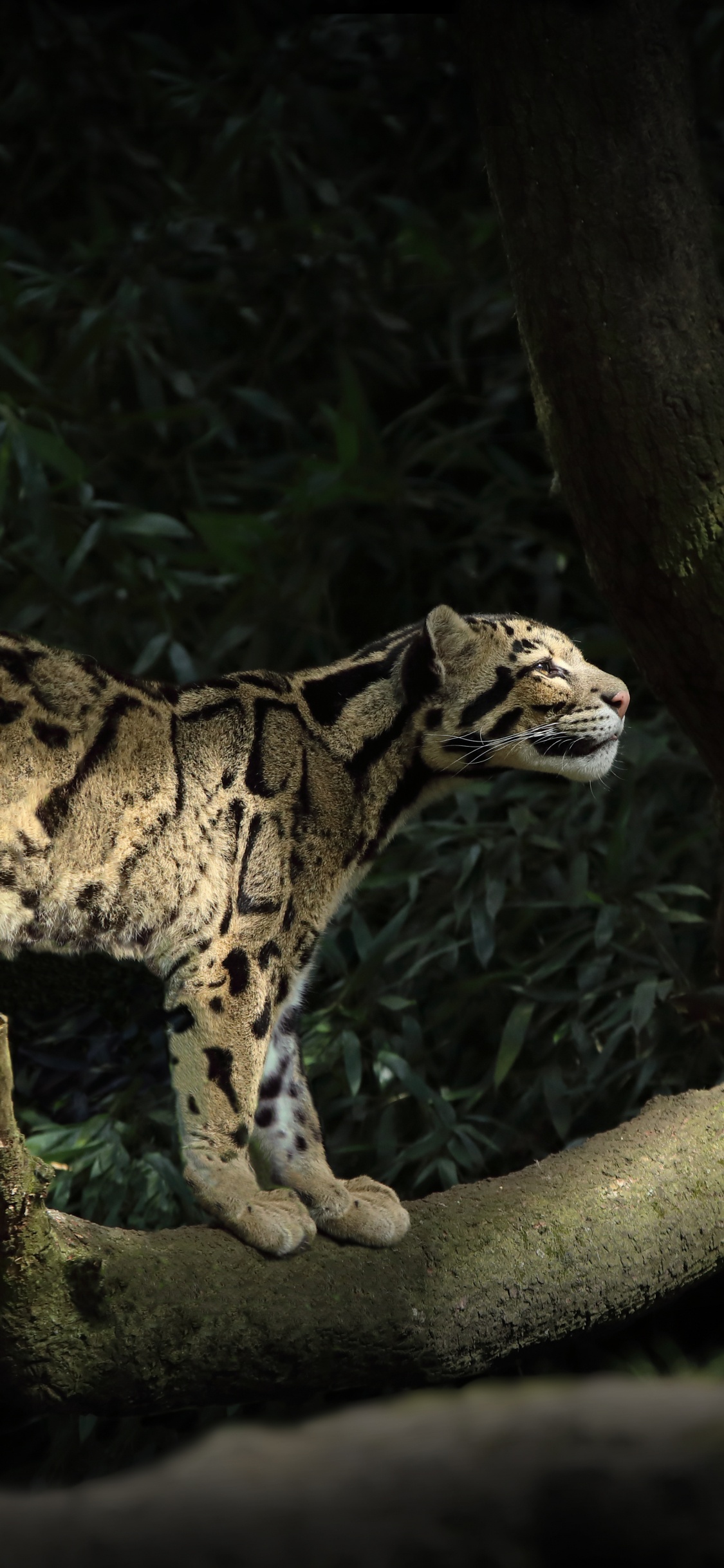 Обои снежный Барс, сафари, большая кошка, дальневосточный леопард, животное в разрешении 1125x2436