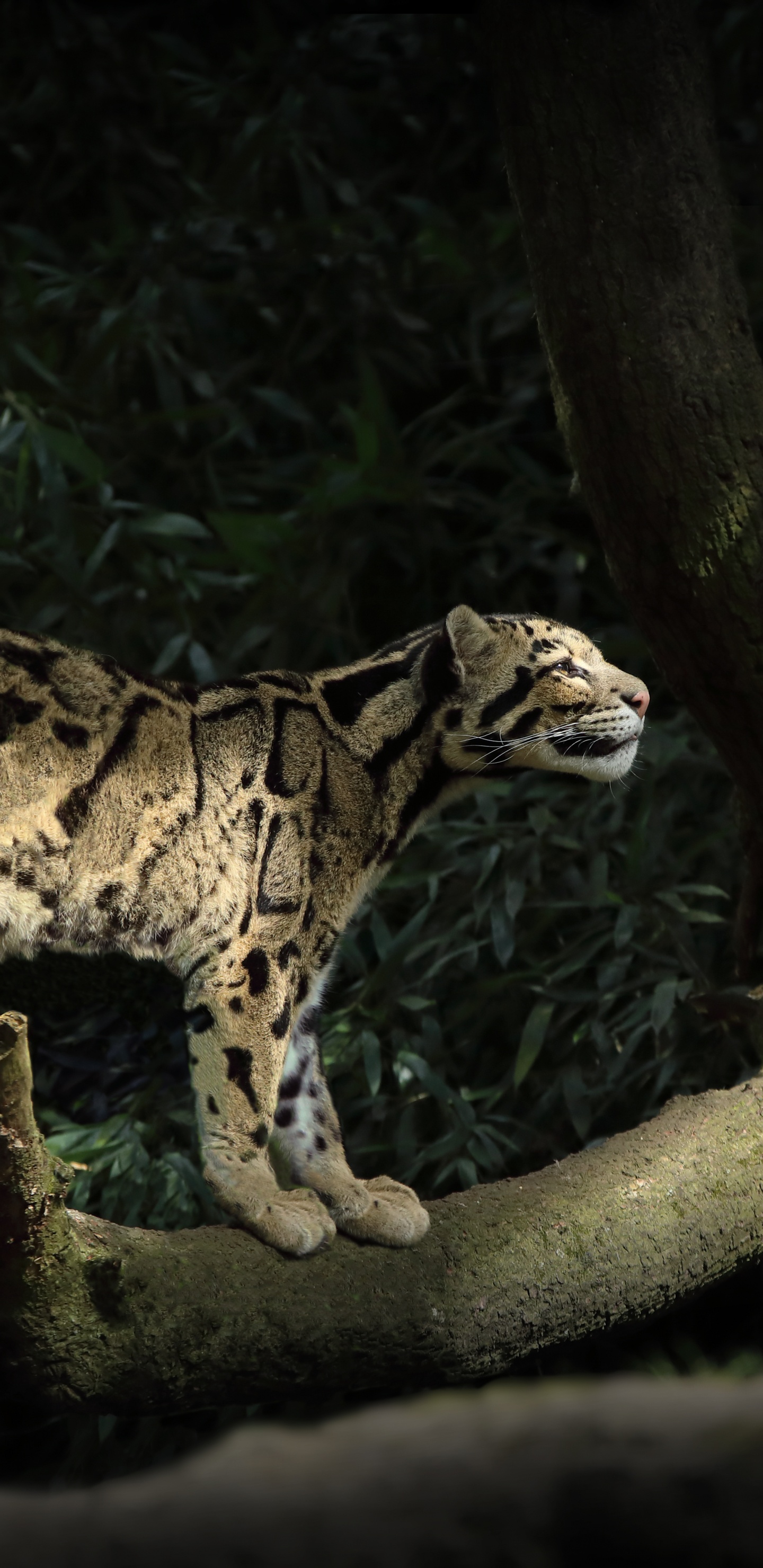 Обои снежный Барс, сафари, большая кошка, дальневосточный леопард, животное в разрешении 1440x2960