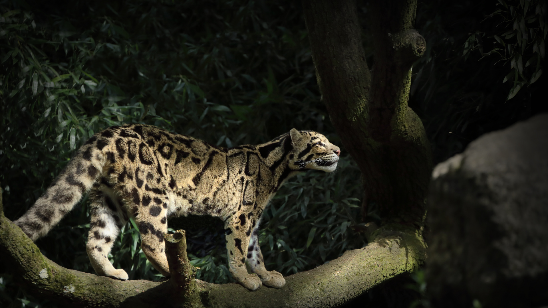 Обои снежный Барс, сафари, большая кошка, дальневосточный леопард, животное в разрешении 1920x1080