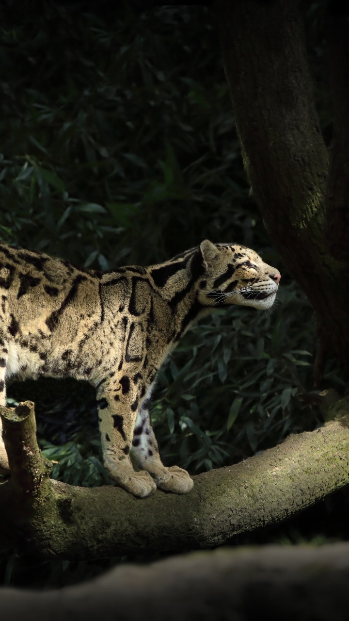 Обои снежный Барс, сафари, большая кошка, дальневосточный леопард, животное в разрешении 720x1280