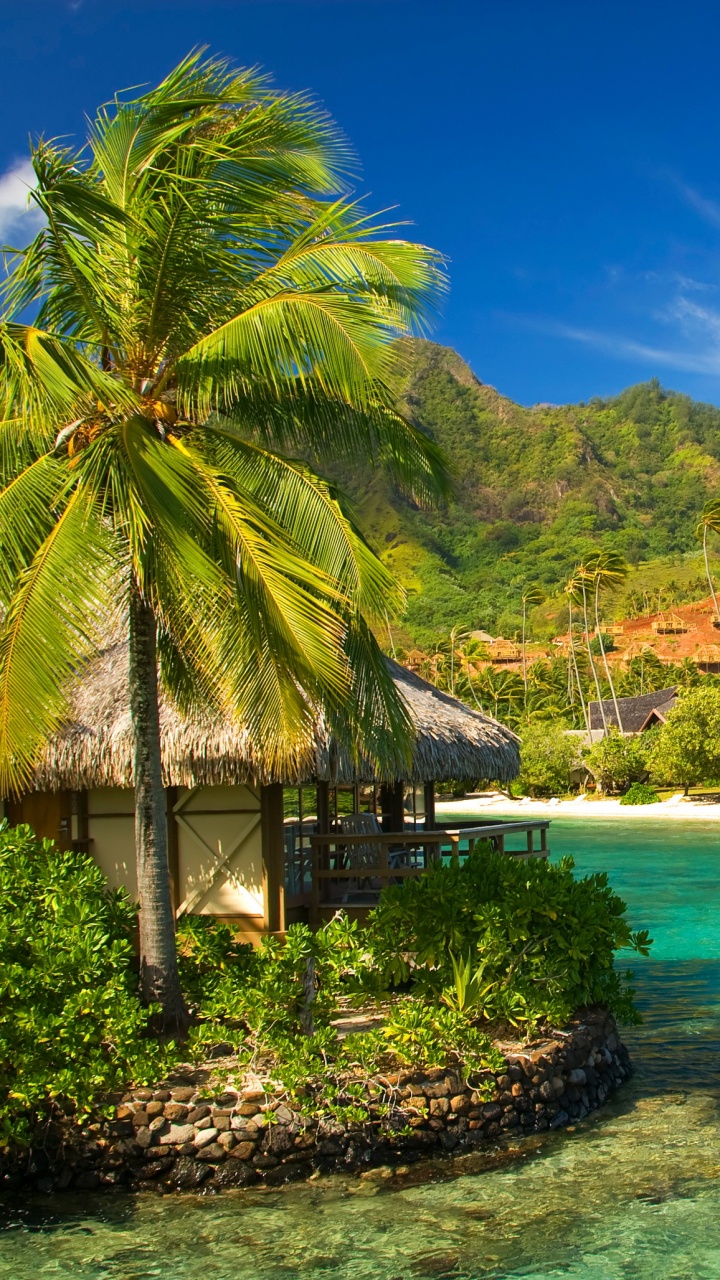 Обои пляж, природа, тропическая зона, растительность, Карибский бассейн в разрешении 720x1280