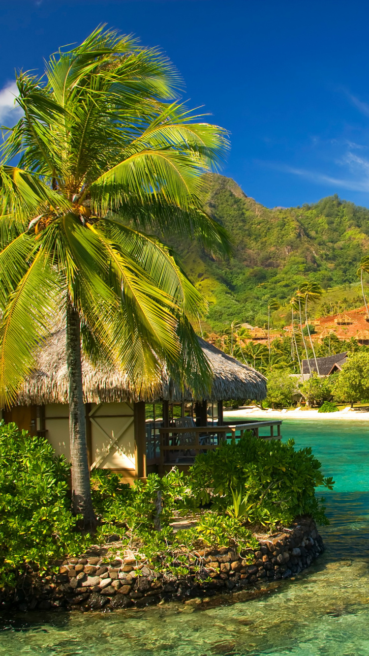 Обои пляж, природа, тропическая зона, растительность, Карибский бассейн в разрешении 750x1334