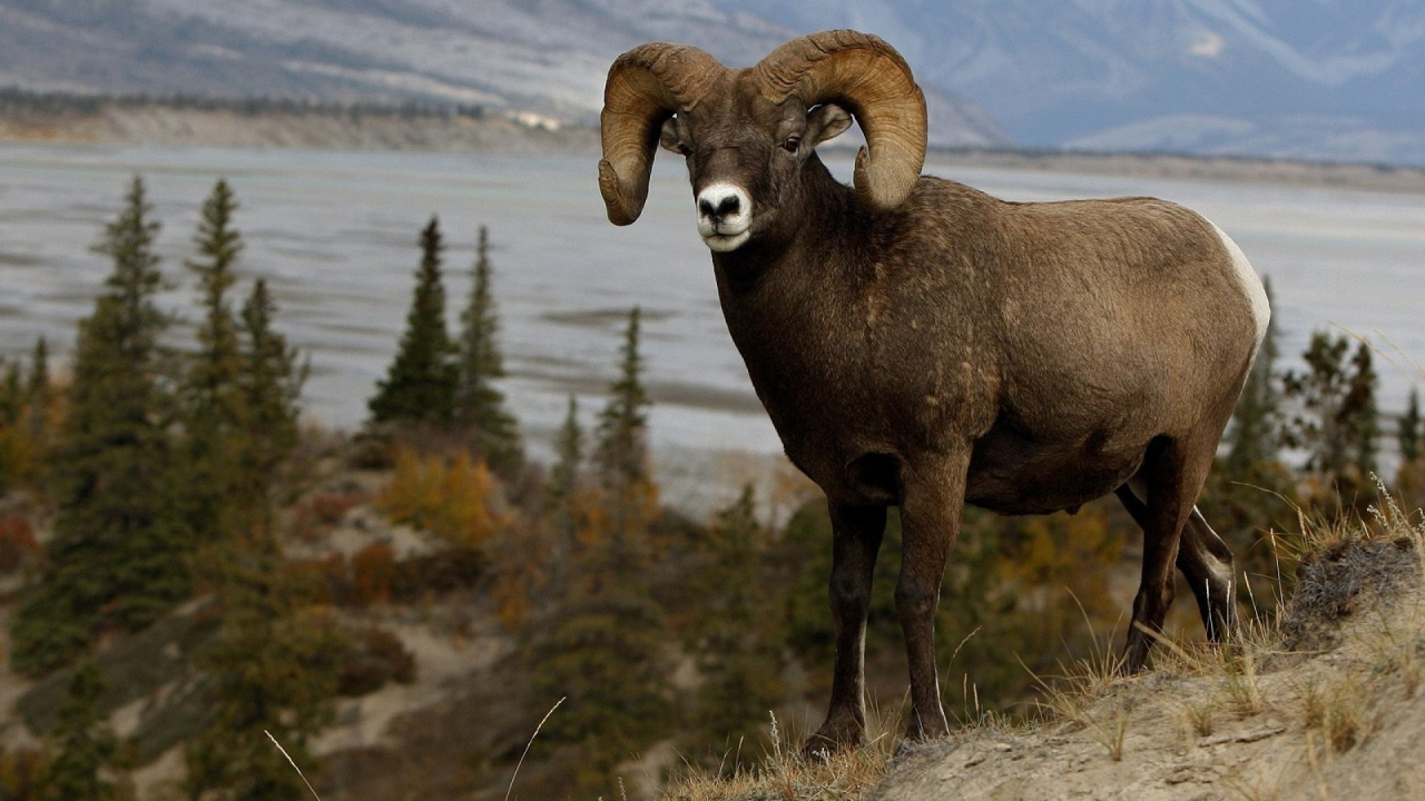 Обои овца, живая природа, домашний скот, скот, животный мир в разрешении 1280x720