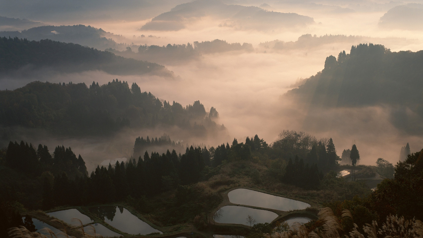 Обои Япония, дерево, природа, туман, утро в разрешении 1366x768