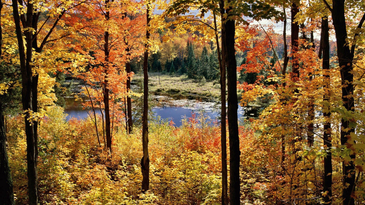 Обои природа, отражение, лесистая местность, природный заповедник, понятие леса северных пород в разрешении 1280x720