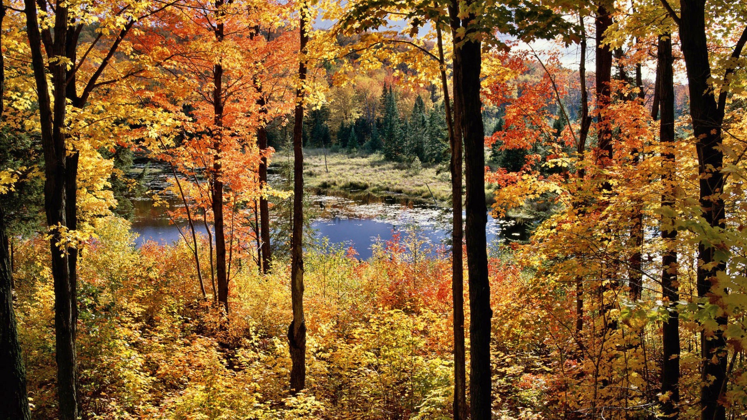 Обои природа, отражение, лесистая местность, природный заповедник, понятие леса северных пород в разрешении 2560x1440