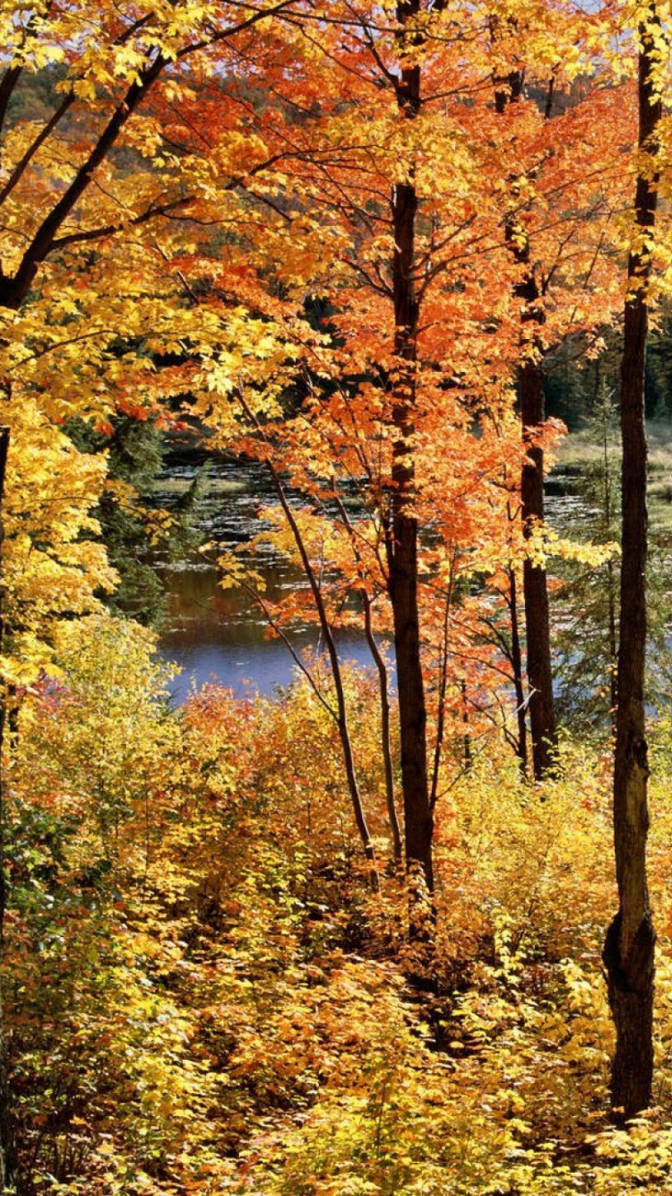 Обои природа, отражение, лесистая местность, природный заповедник, понятие леса северных пород в разрешении 750x1334