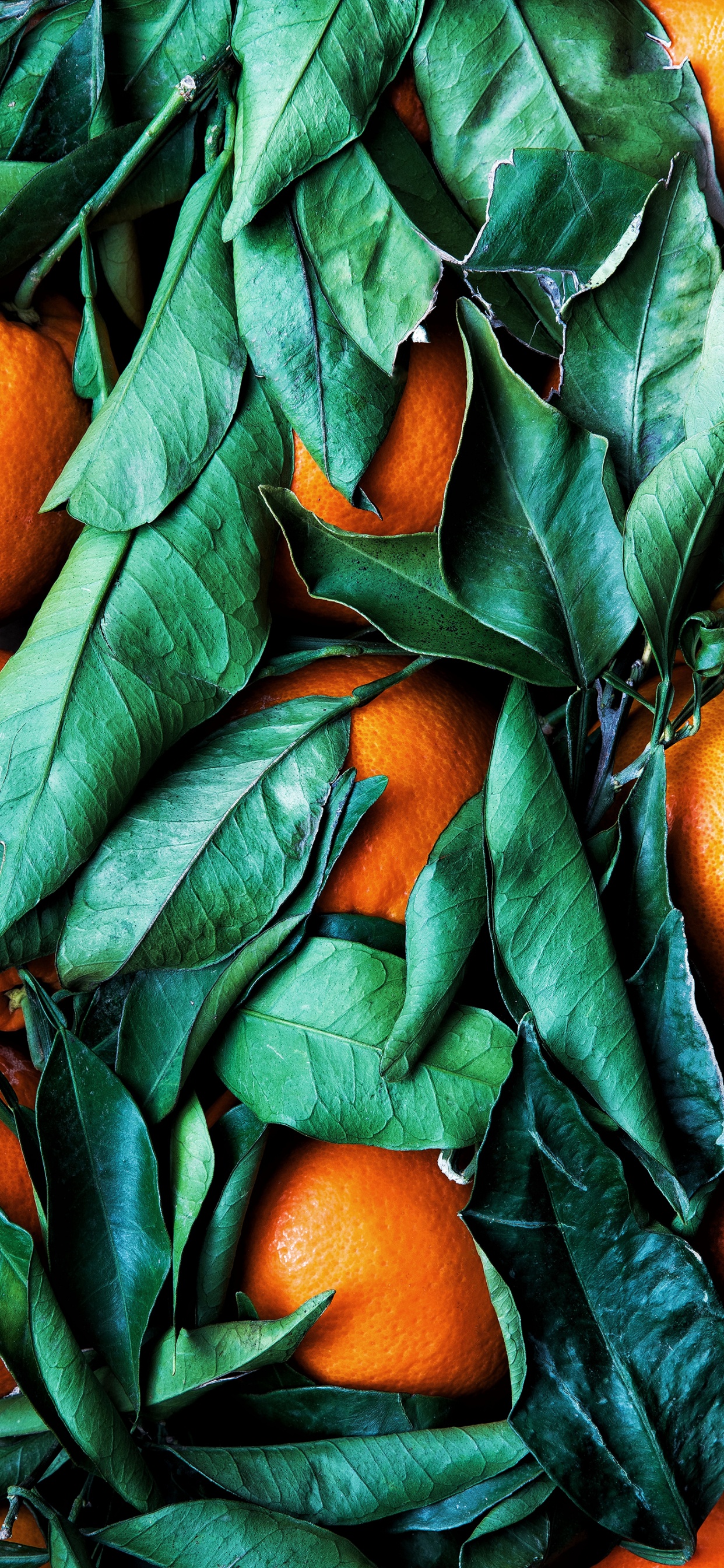 Обои цветной, цветовая схема, палитра, Рангпур, зеленый в разрешении 1242x2688