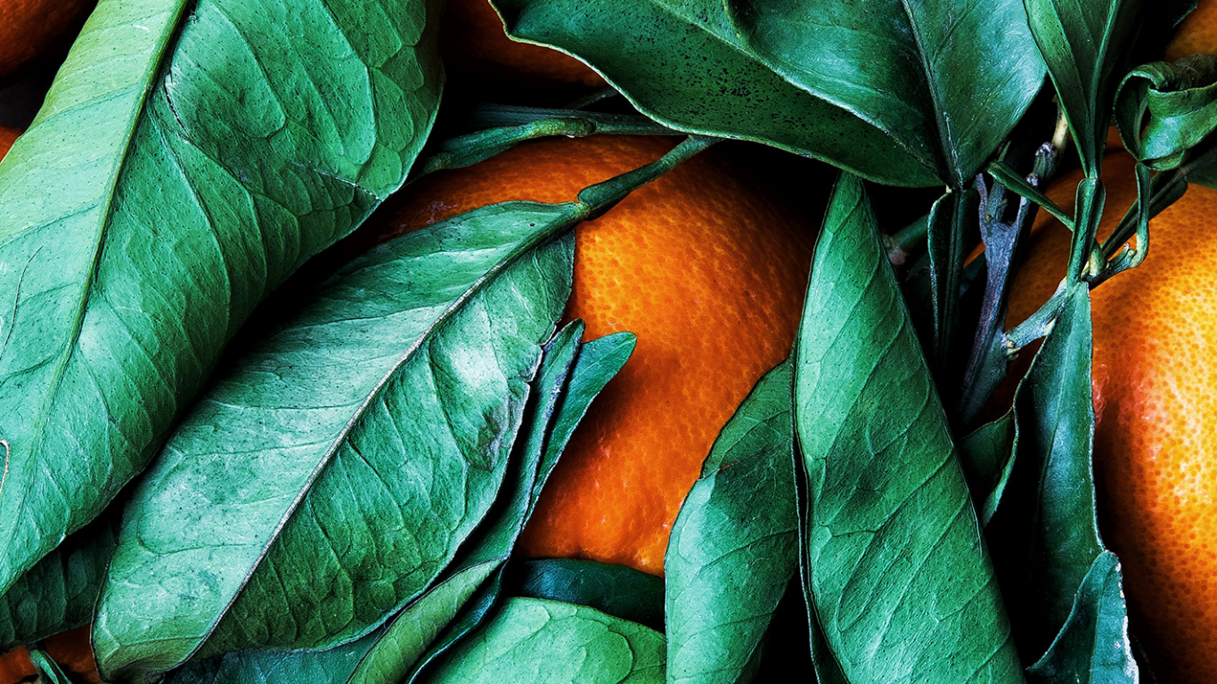 Обои цветной, цветовая схема, палитра, Рангпур, зеленый в разрешении 1366x768