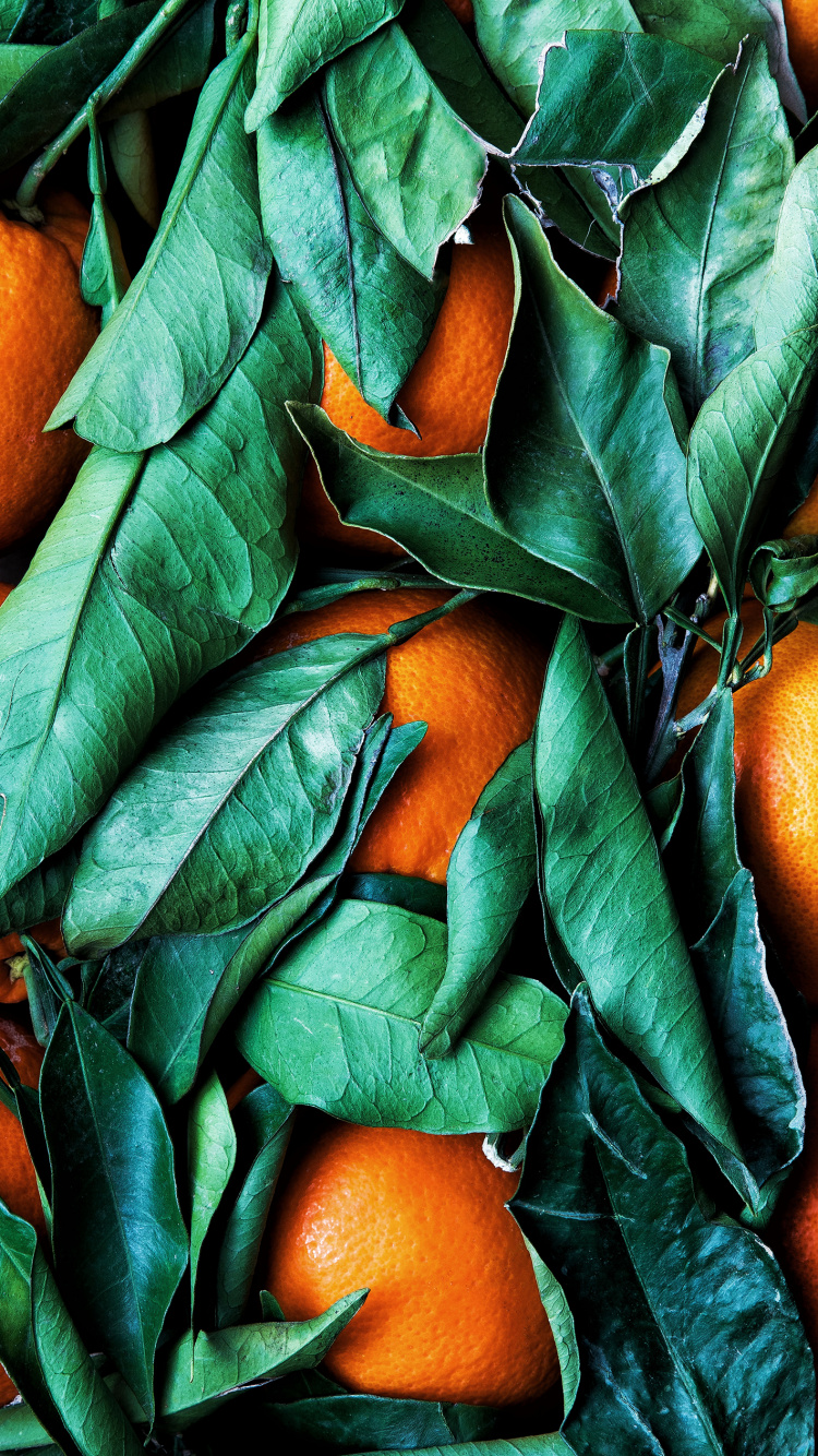 Обои цветной, цветовая схема, палитра, Рангпур, зеленый в разрешении 750x1334