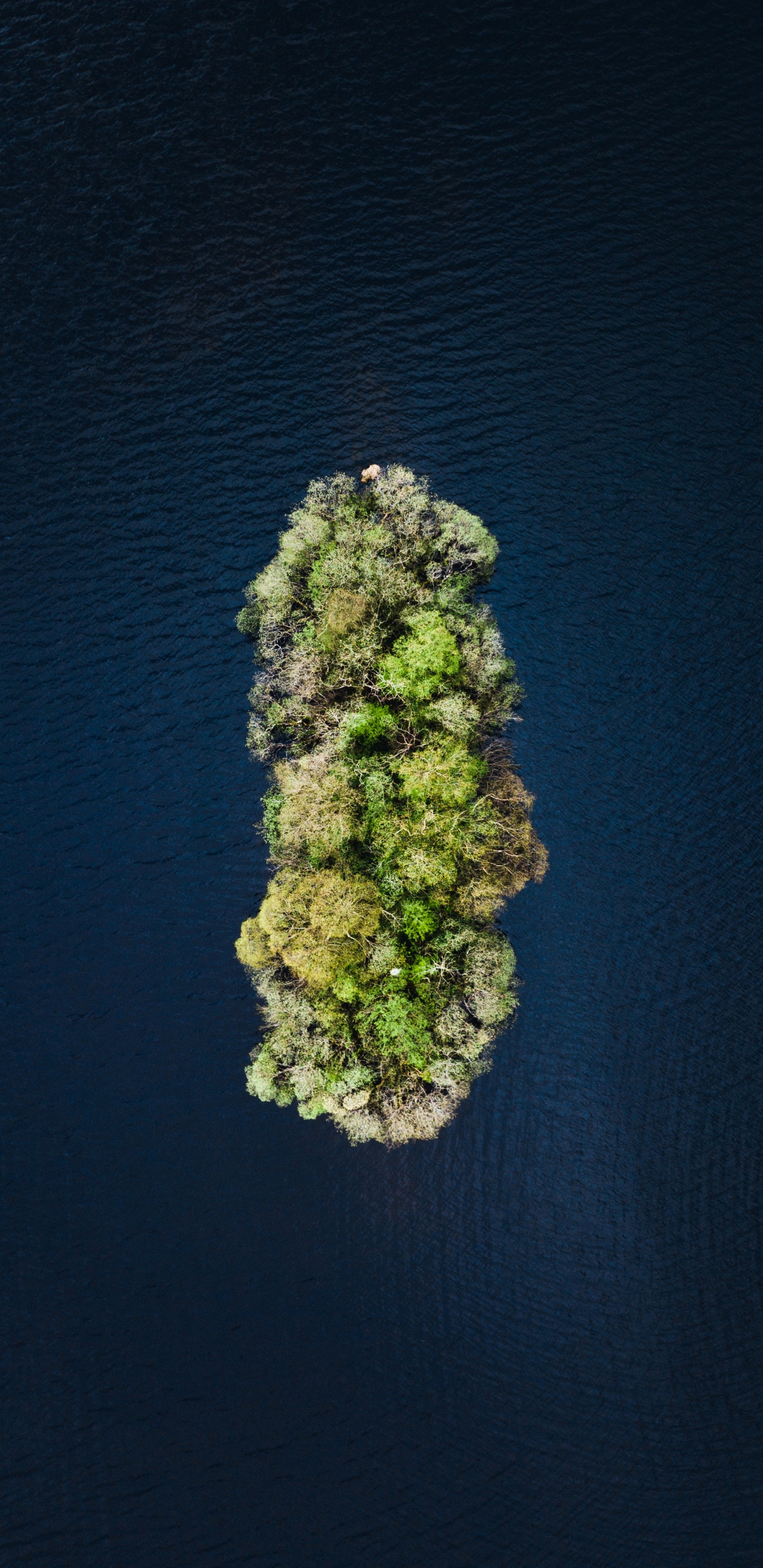 Обои вода, зеленый, растение, рок, цветок в разрешении 1440x2960