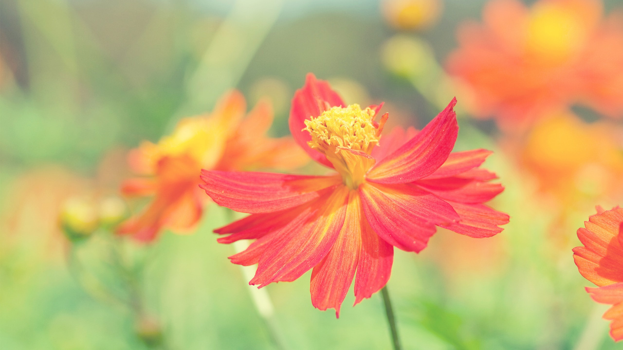 Обои цветок, цветковое растение, лепесток, растение, сера космос в разрешении 1280x720