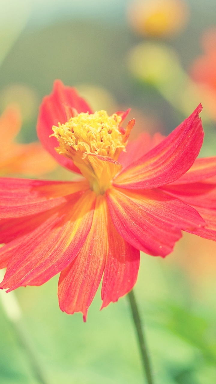 Обои цветок, цветковое растение, лепесток, растение, сера космос в разрешении 720x1280