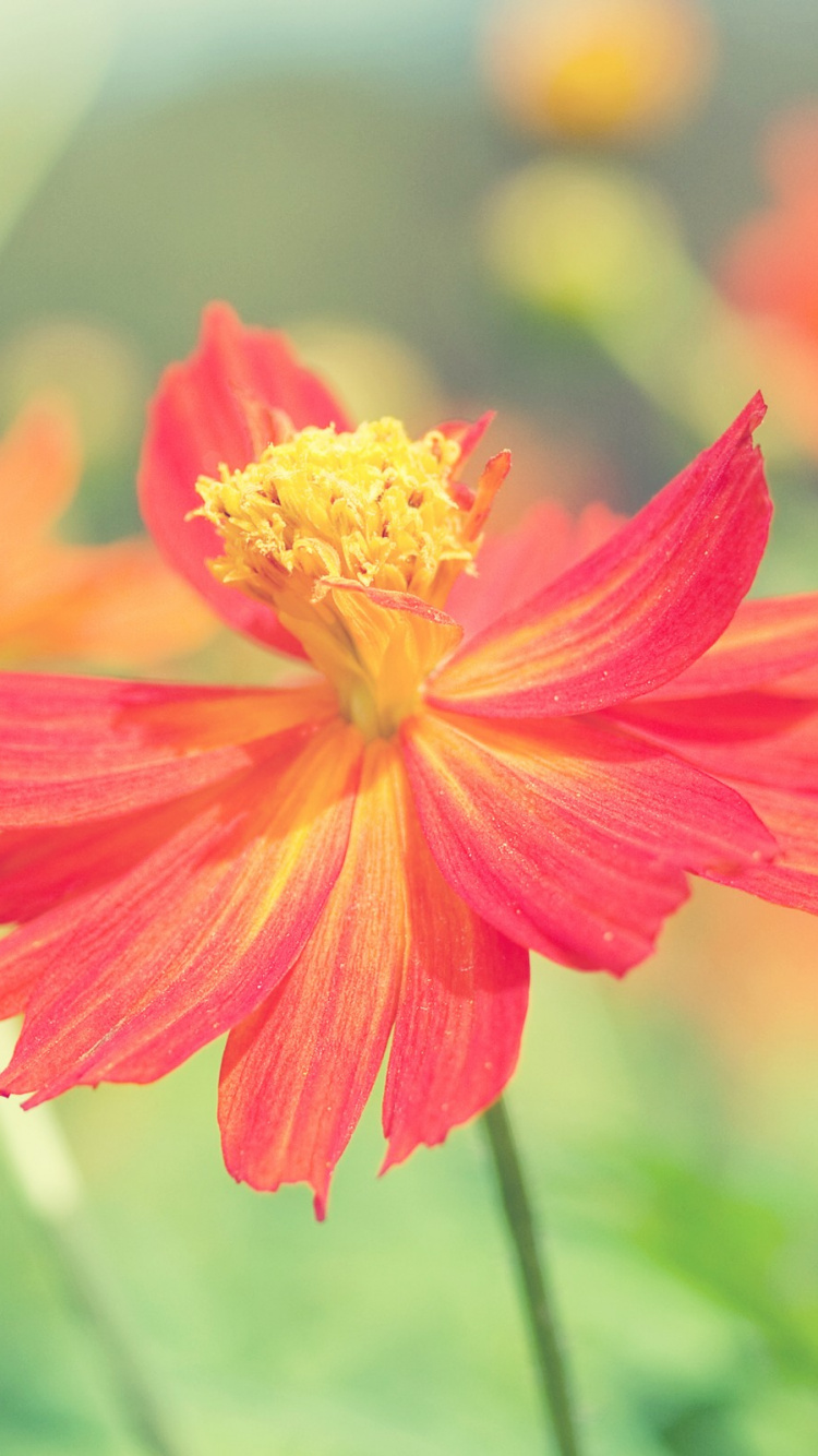 Обои цветок, цветковое растение, лепесток, растение, сера космос в разрешении 750x1334