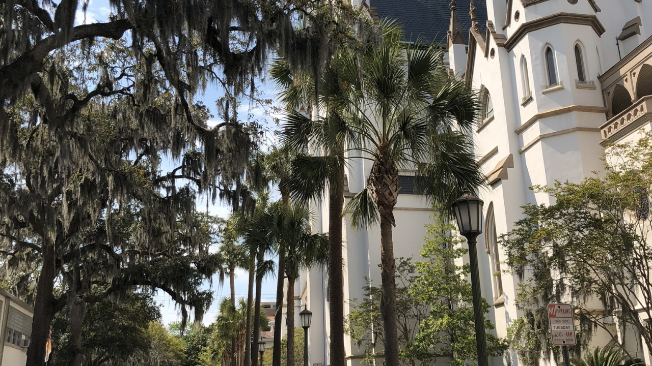 Обои дерево, наука, автомобильный стояночный свет, шпиль, автомобильное освещение в разрешении 1280x720