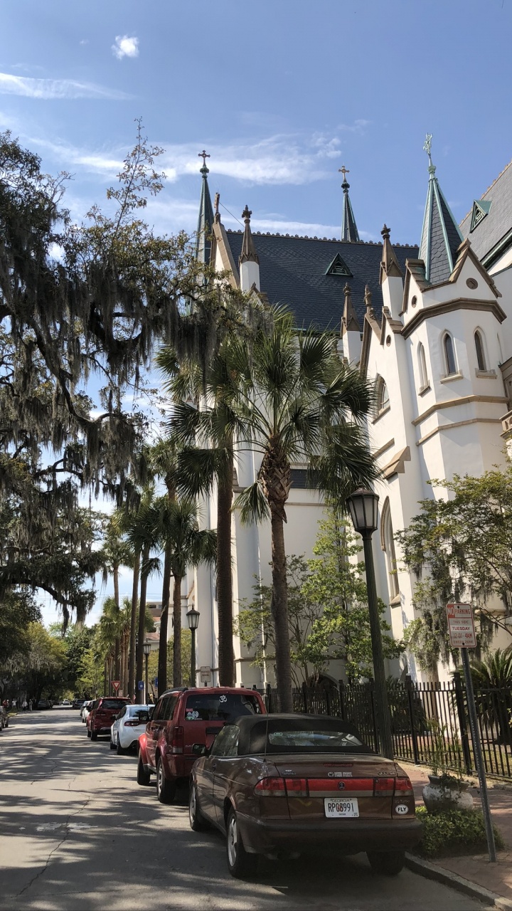 Обои дерево, наука, автомобильный стояночный свет, шпиль, автомобильное освещение в разрешении 720x1280