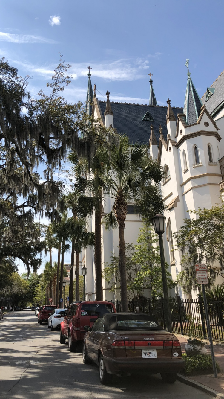 Обои дерево, наука, автомобильный стояночный свет, шпиль, автомобильное освещение в разрешении 750x1334