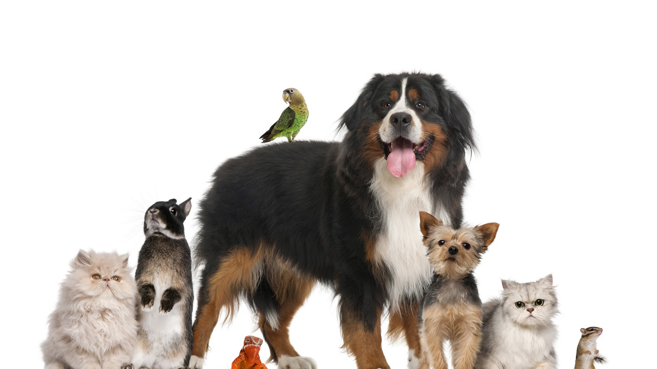 Обои пес, животное сидит, собака породы, Австралийская овчарка, Бернский зенненхунд в разрешении 1280x720