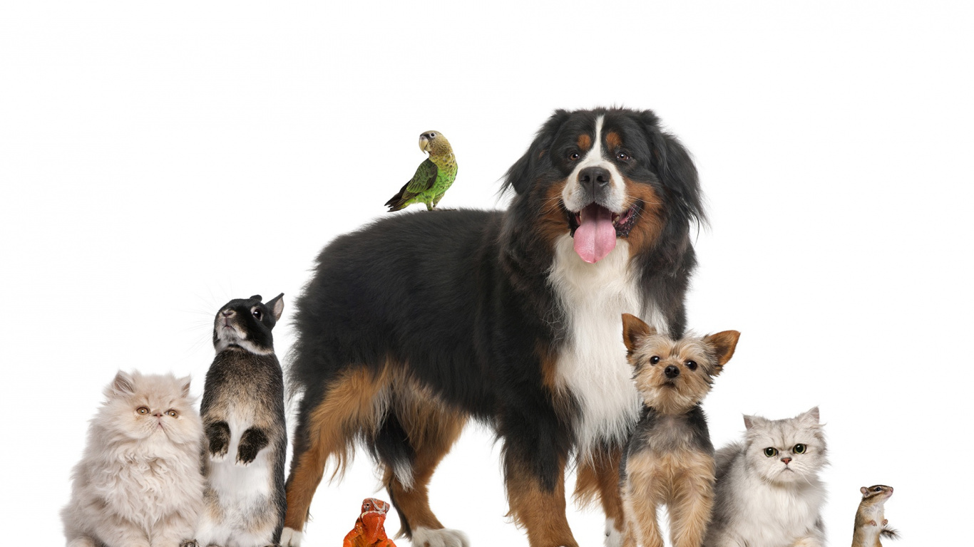 Обои пес, животное сидит, собака породы, Австралийская овчарка, Бернский зенненхунд в разрешении 1366x768