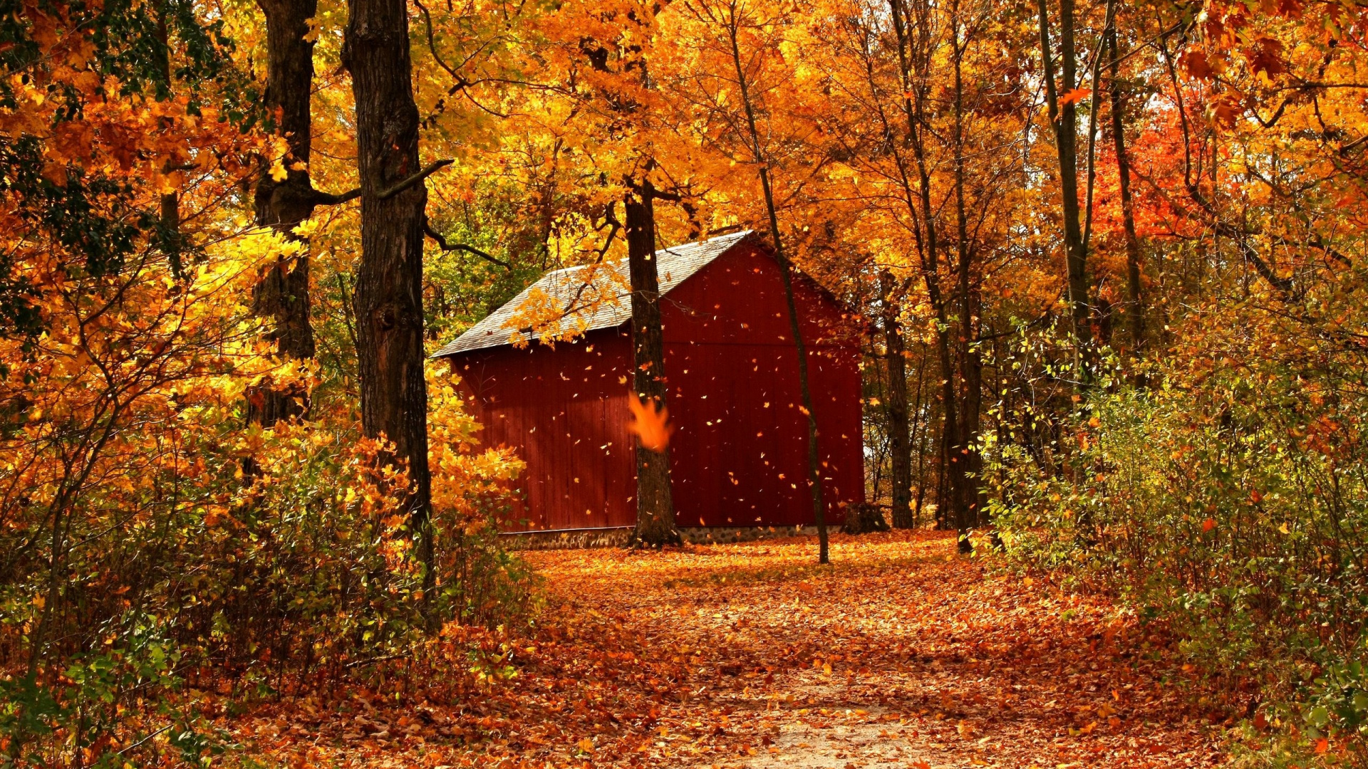 Обои осень, сезон, лист, дерево, природа в разрешении 1920x1080