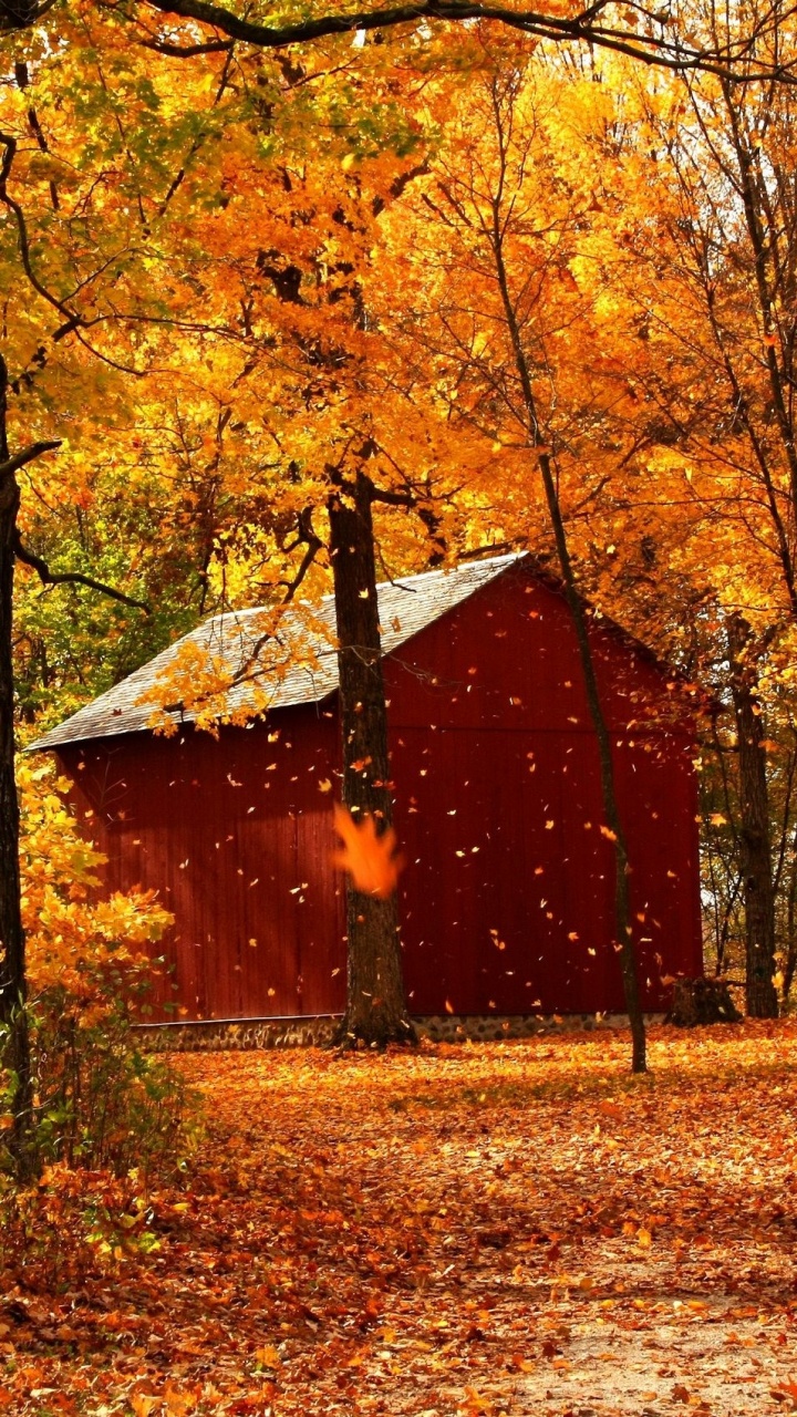 Обои осень, сезон, лист, дерево, природа в разрешении 720x1280