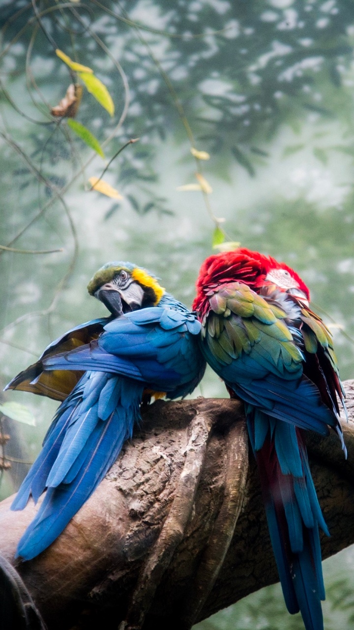 Обои Ара, попугай, птица, живая природа, дерево в разрешении 720x1280