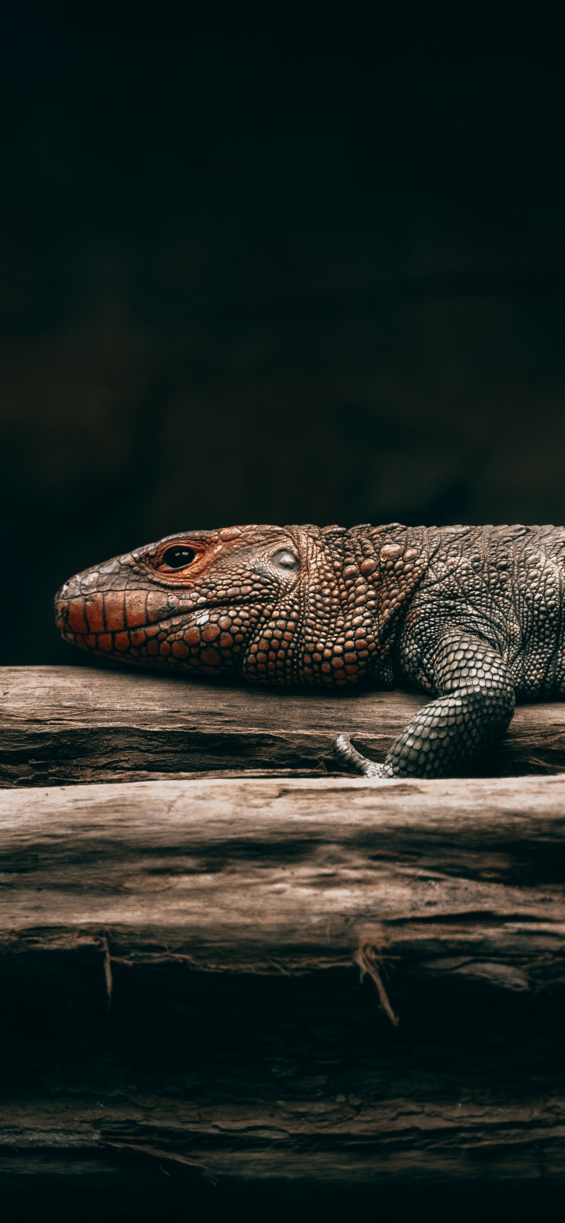 Обои ящерица, пресмыкающееся, масштабных рептилий, адаптация, Комодо дракон в разрешении 1125x2436