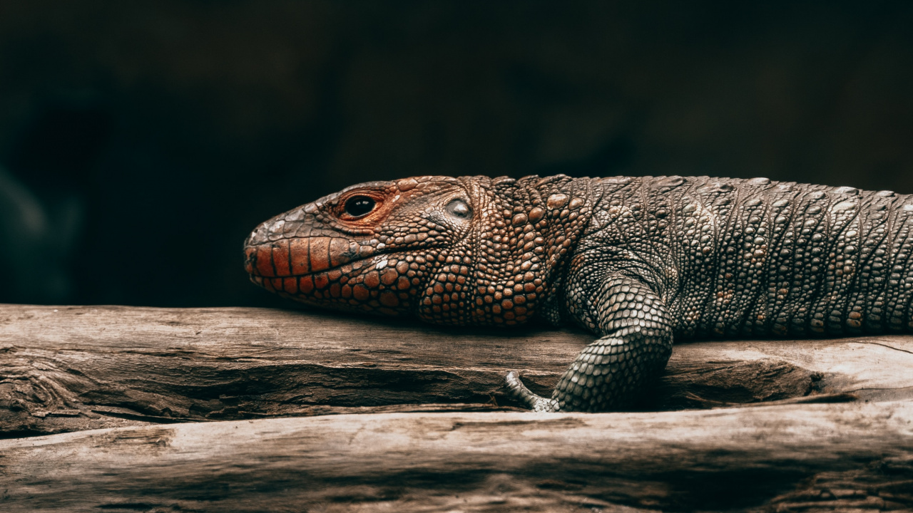 Обои ящерица, пресмыкающееся, масштабных рептилий, адаптация, Комодо дракон в разрешении 1280x720