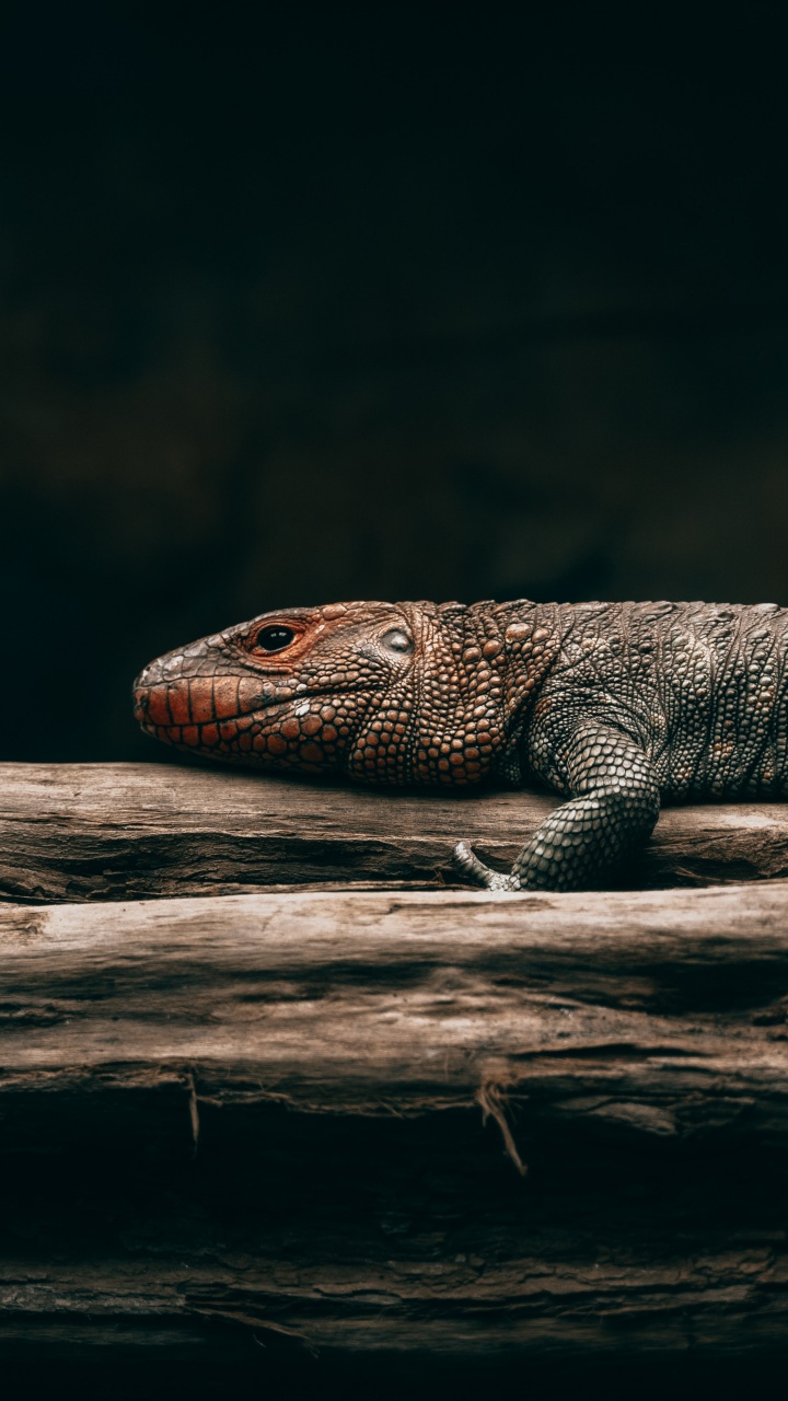 Обои ящерица, пресмыкающееся, масштабных рептилий, адаптация, Комодо дракон в разрешении 720x1280