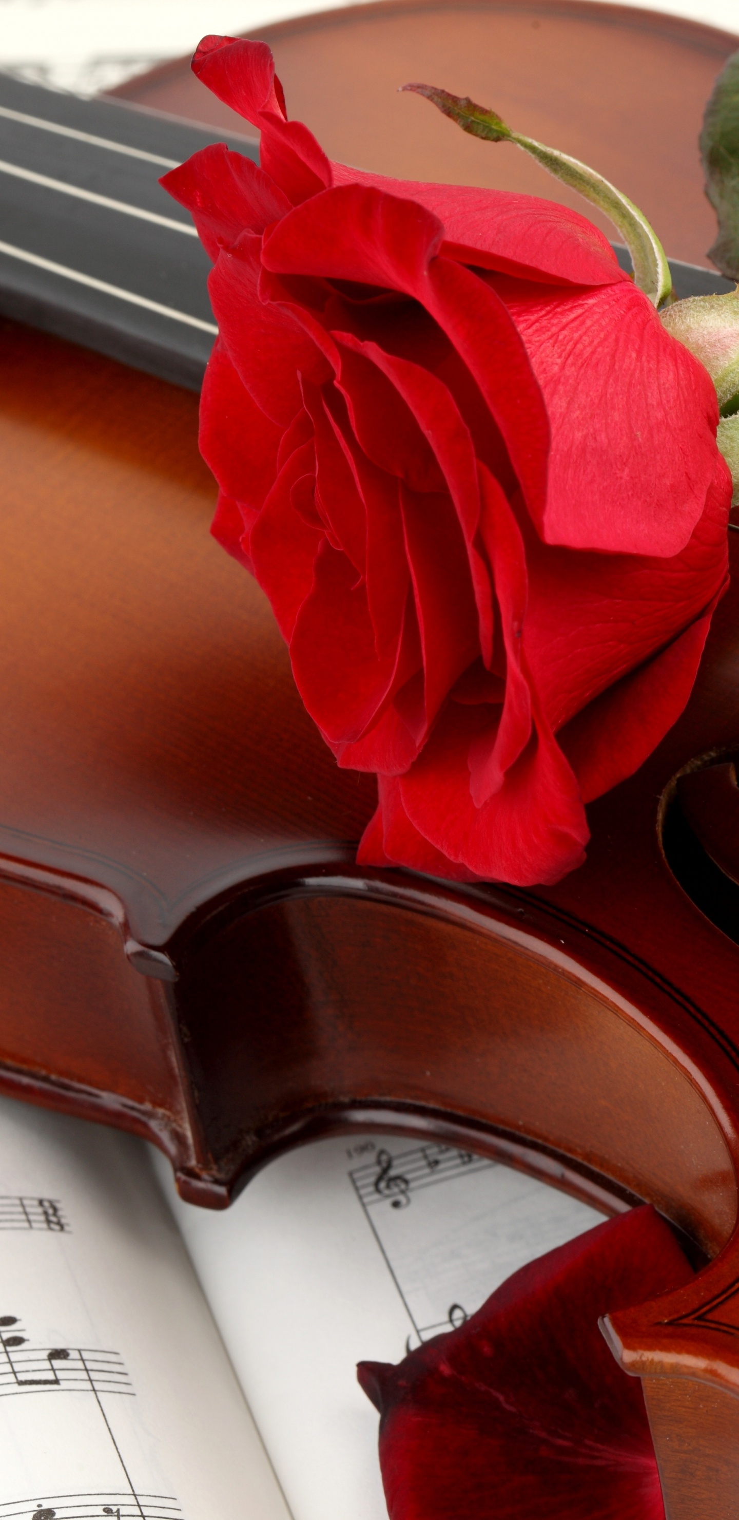 Обои скрипка, виолончель, струнный инструмент, музыкальный инструмент, Смычковые музыкальные инструменты в разрешении 1440x2960