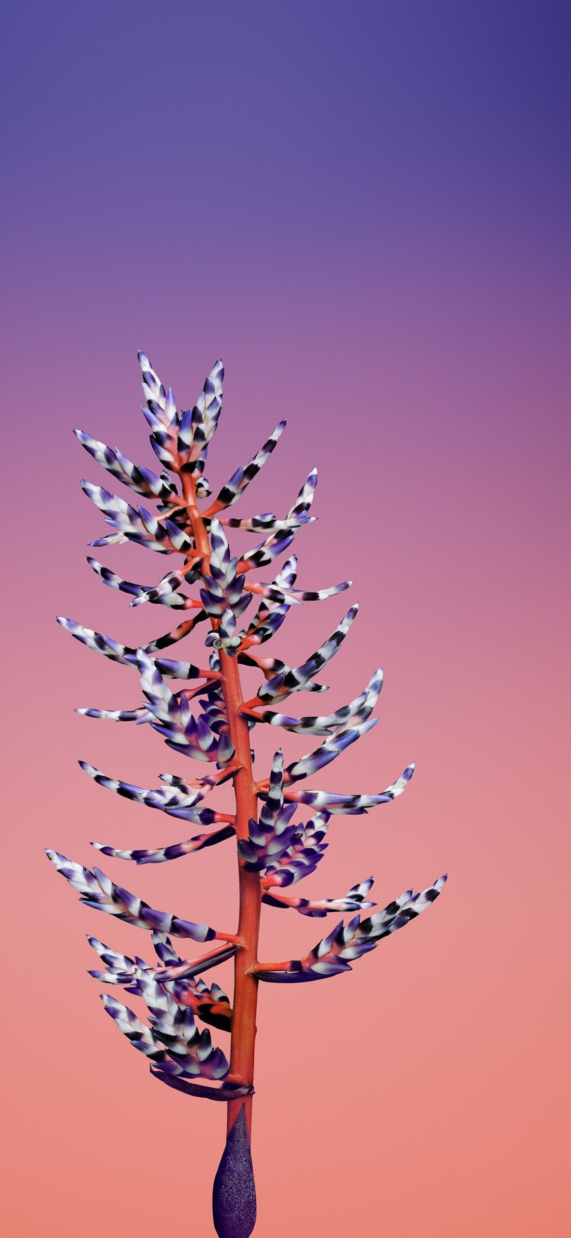 Обои айпад, apple, iOS 11, яблоко, ios 11 цветок в разрешении 1125x2436