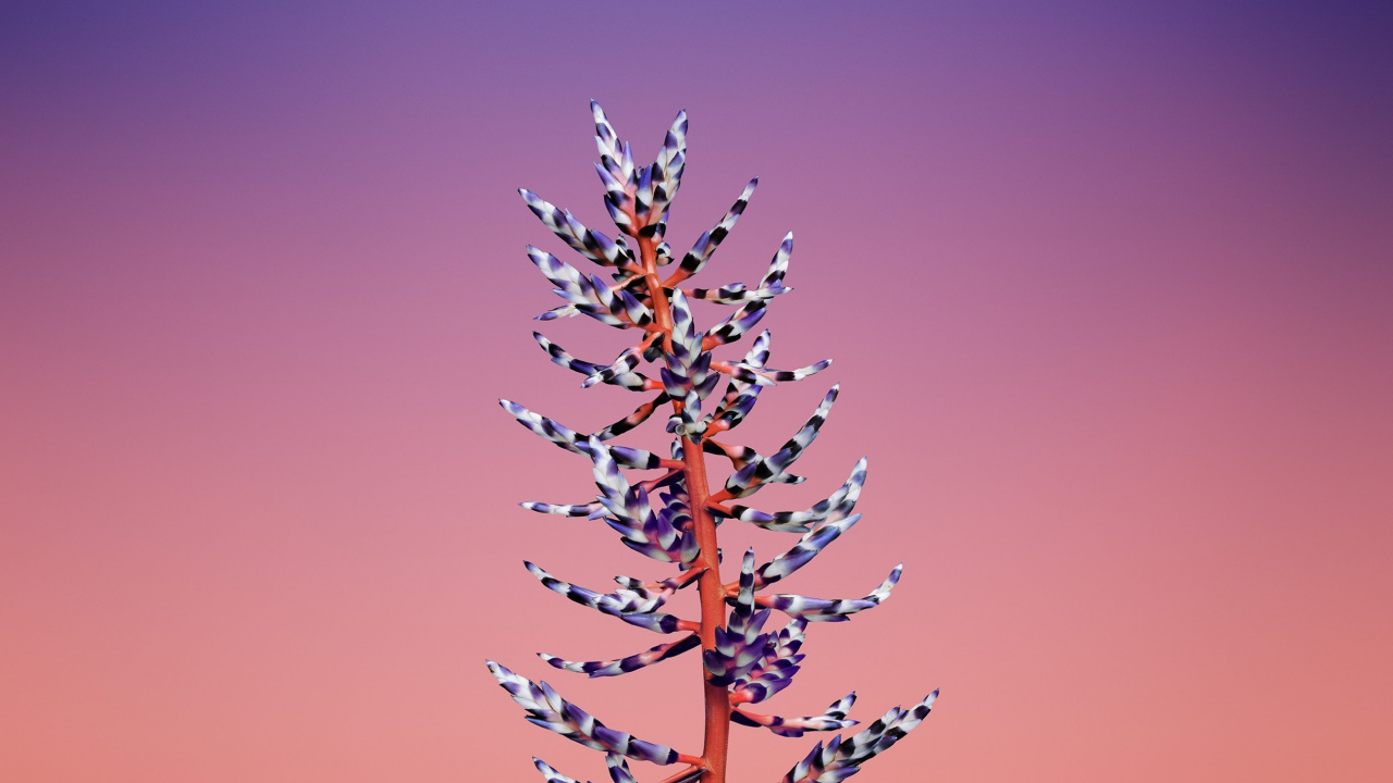 Обои айпад, apple, iOS 11, яблоко, ios 11 цветок в разрешении 1280x720