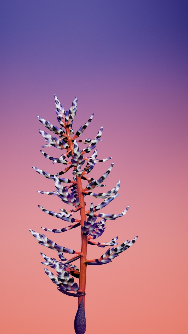 Обои айпад, apple, iOS 11, яблоко, ios 11 цветок в разрешении 720x1280