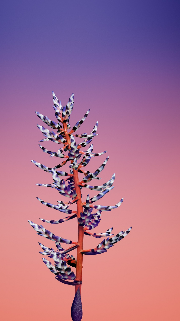 Обои айпад, apple, iOS 11, яблоко, ios 11 цветок в разрешении 750x1334