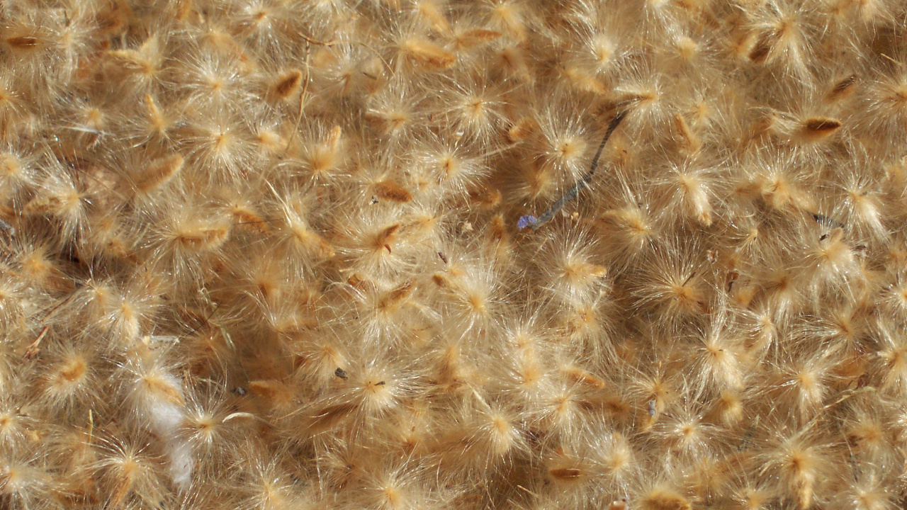 Обои наложение текстуры, узор, В-Рэй, единство в разрешении 1280x720