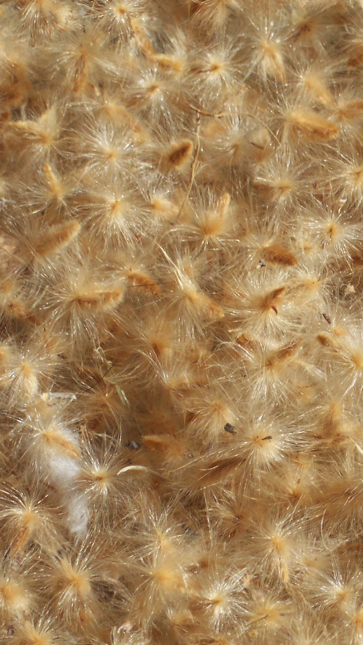 Обои наложение текстуры, узор, В-Рэй, единство в разрешении 720x1280