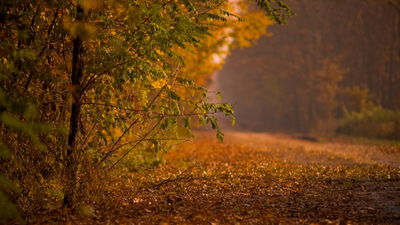 Обои осень, природа, лист, дерево, экосистема в разрешении 1366x768