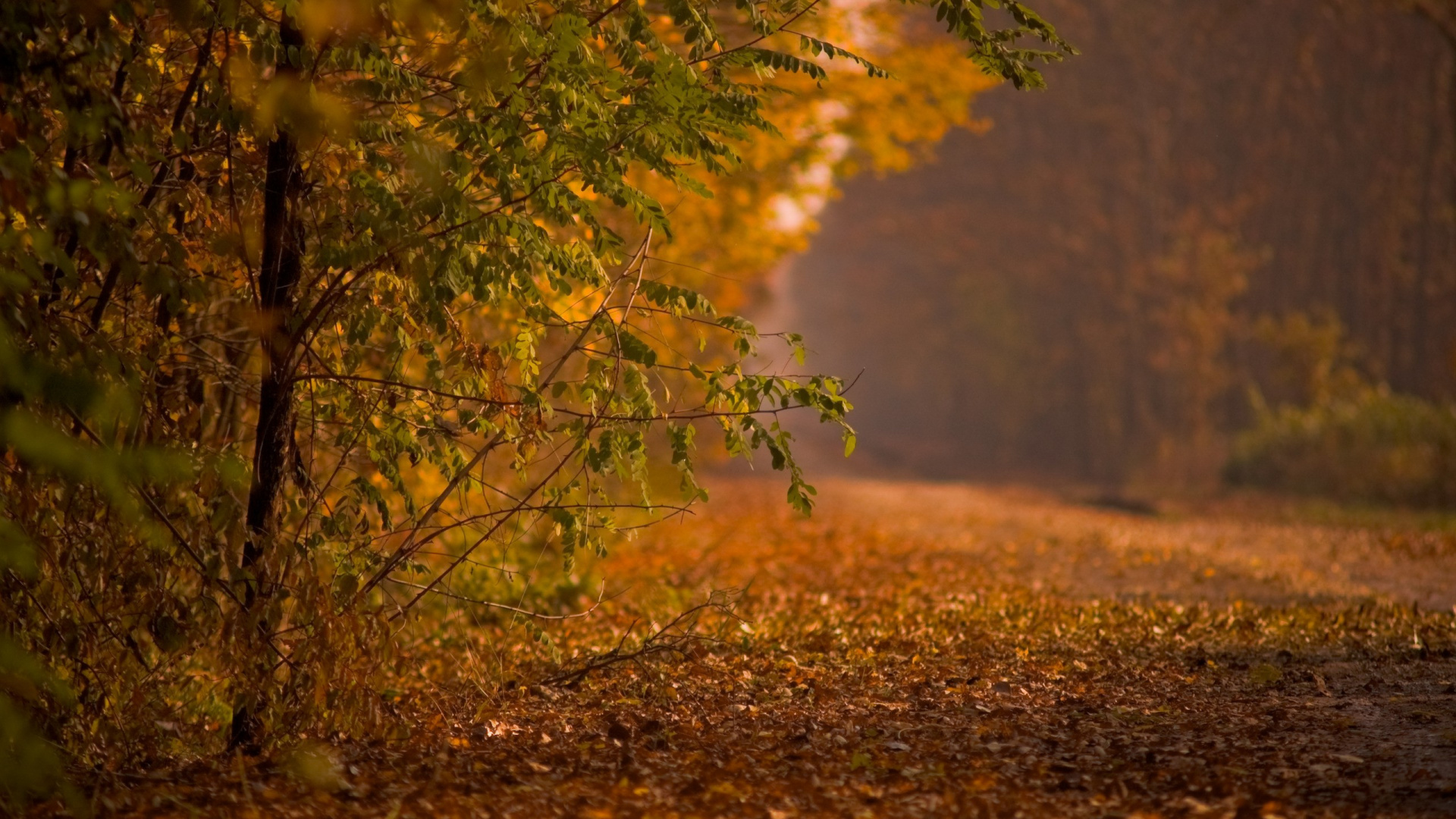 Обои осень, природа, лист, дерево, экосистема в разрешении 1920x1080