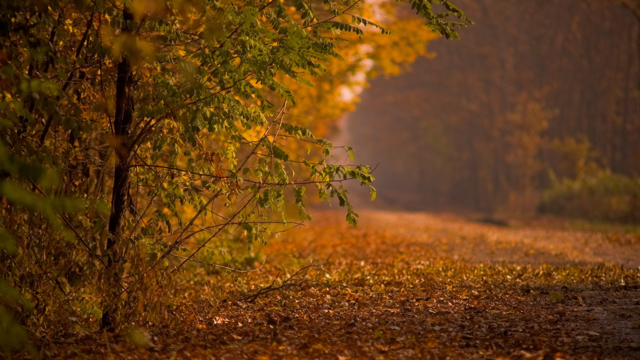 Обои осень, природа, лист, дерево, экосистема в разрешении 2560x1440