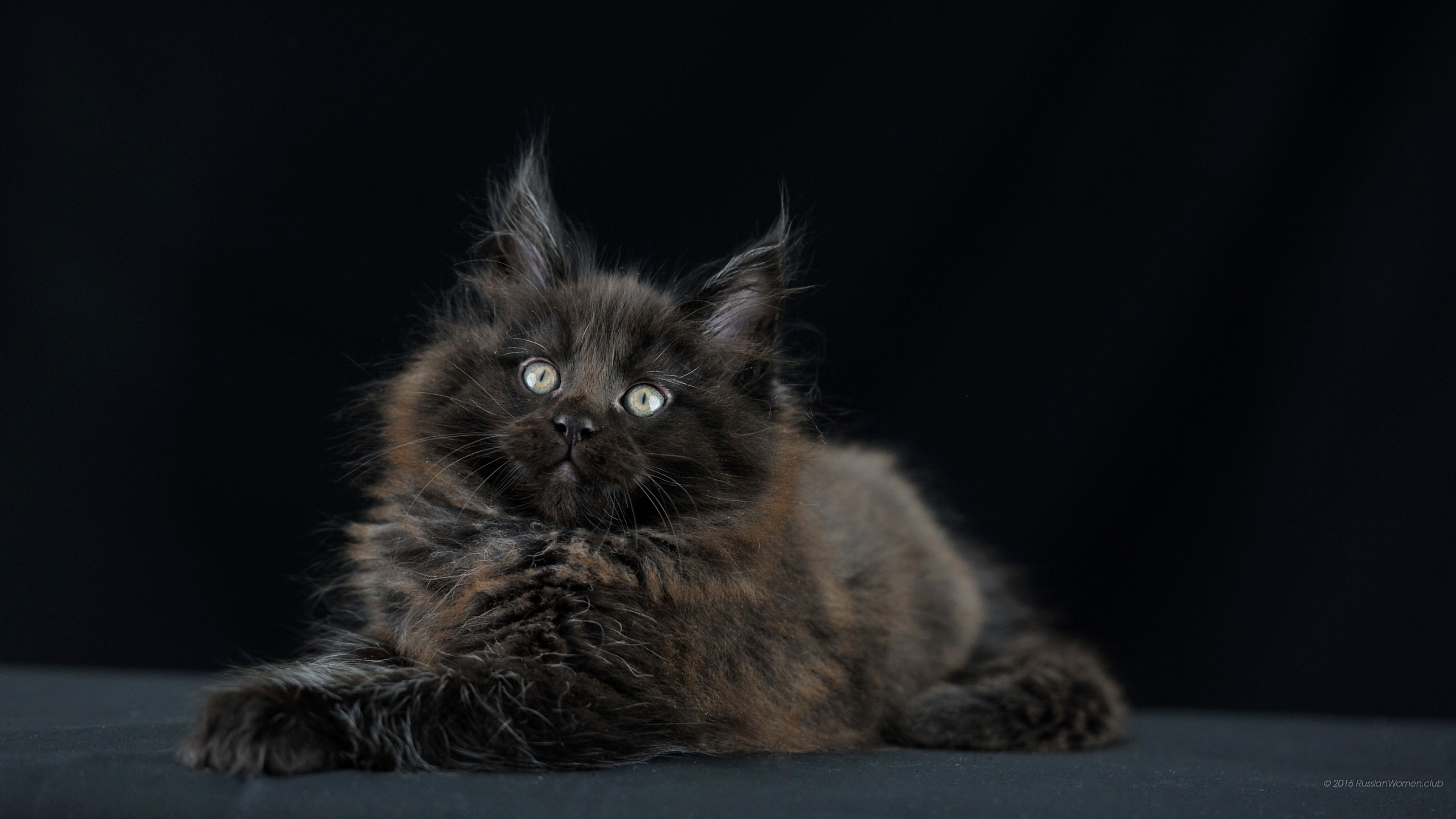 Обои мейн кун, норвежский лесной кот, котенок, нибелунга, бакенбарды в разрешении 2560x1440