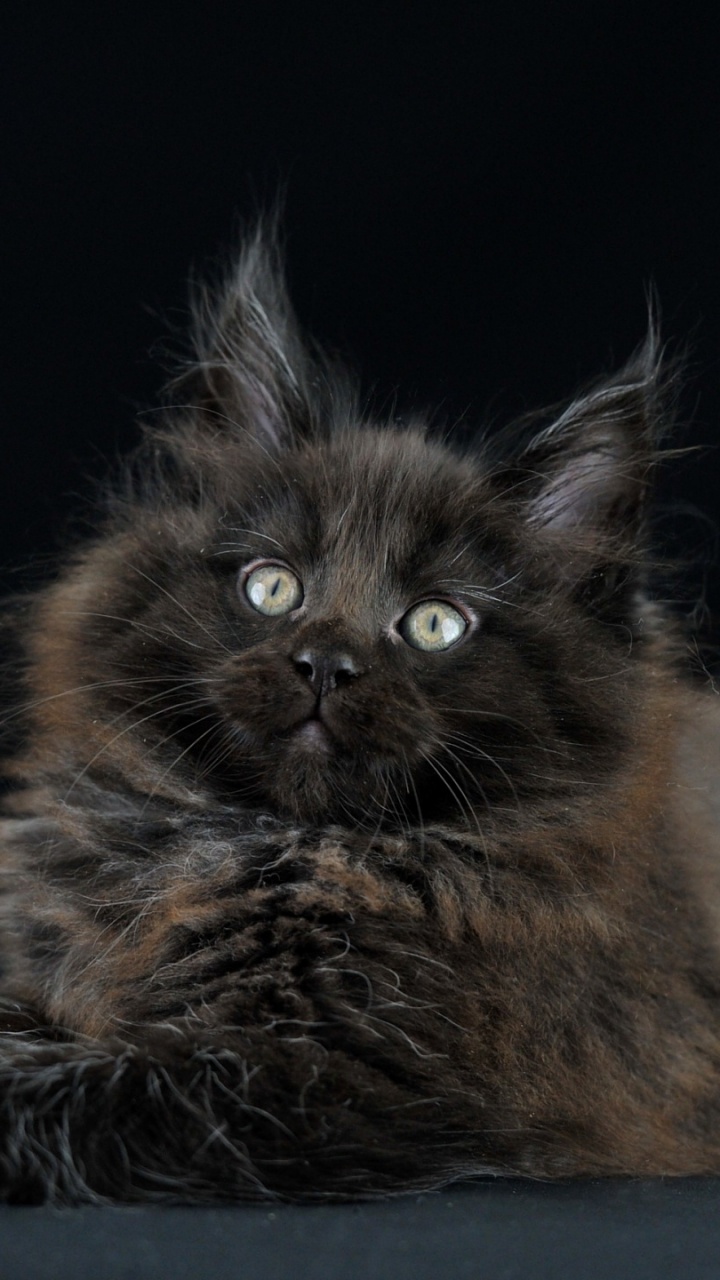 Обои мейн кун, норвежский лесной кот, котенок, нибелунга, бакенбарды в разрешении 720x1280