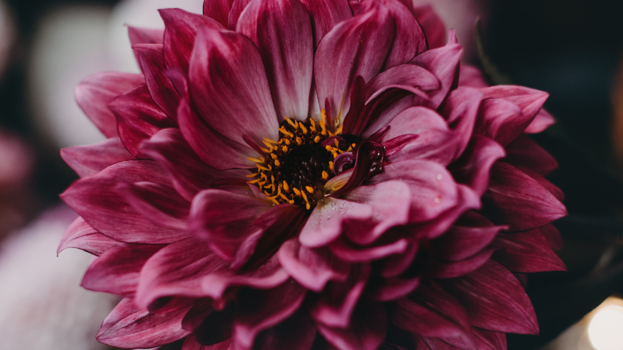 Обои цветок, цветковое растение, лепесток, розовый, растение в разрешении 1280x720