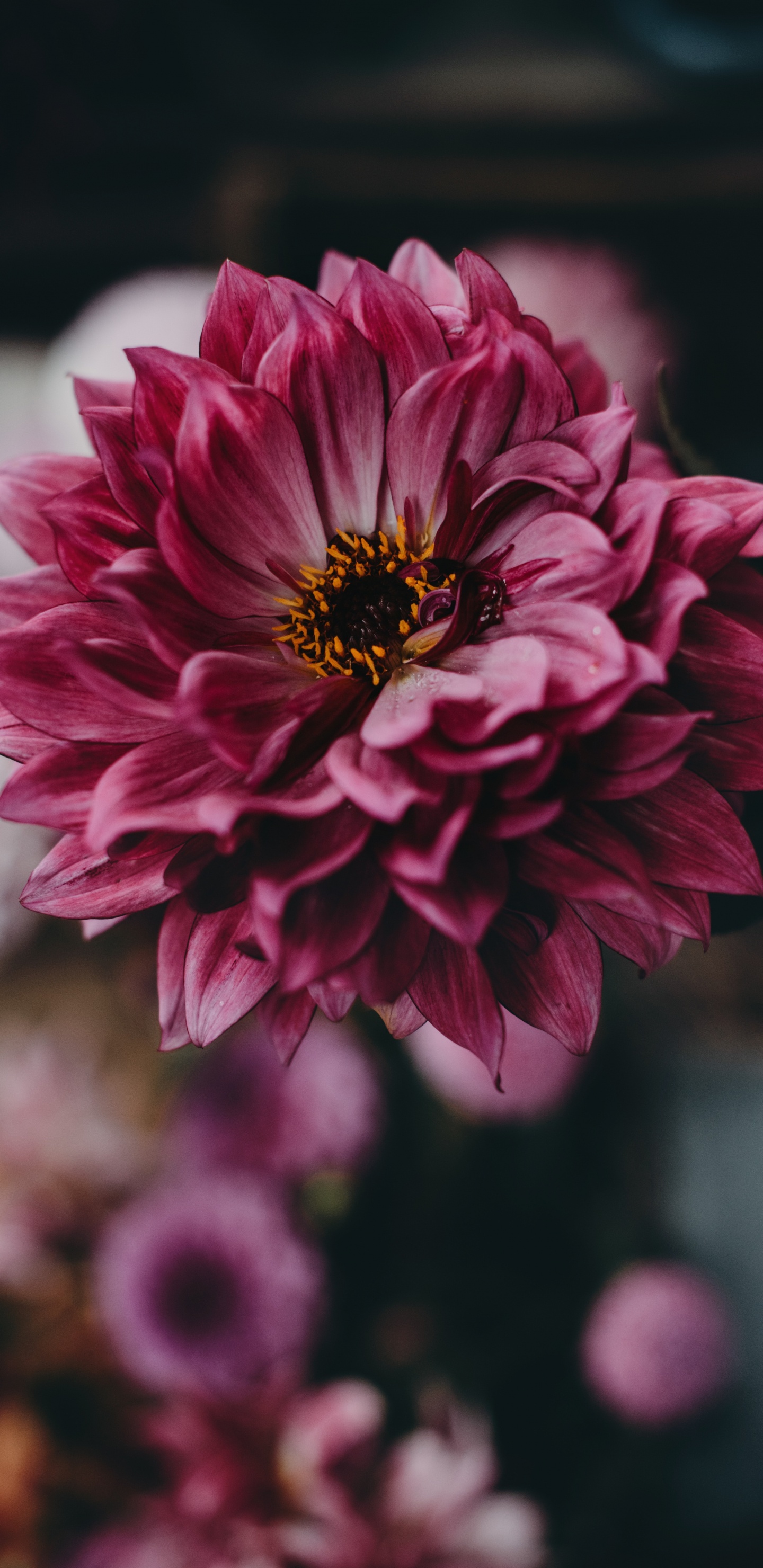 Обои цветок, цветковое растение, лепесток, розовый, растение в разрешении 1440x2960