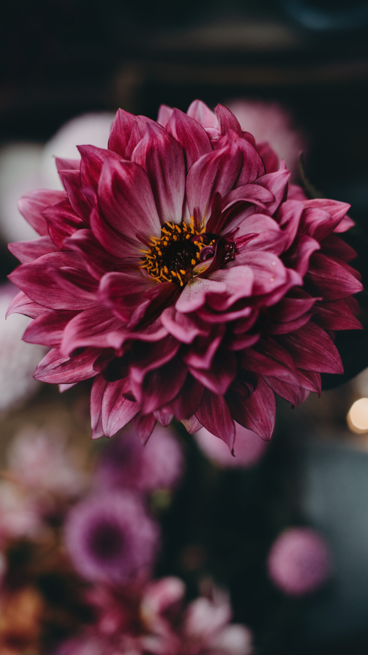 Обои цветок, цветковое растение, лепесток, розовый, растение в разрешении 750x1334